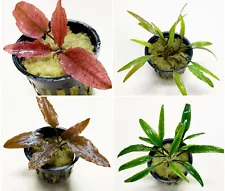4 Potted Crypts (Assorted Starter Pack) - Live Aquarium Plants