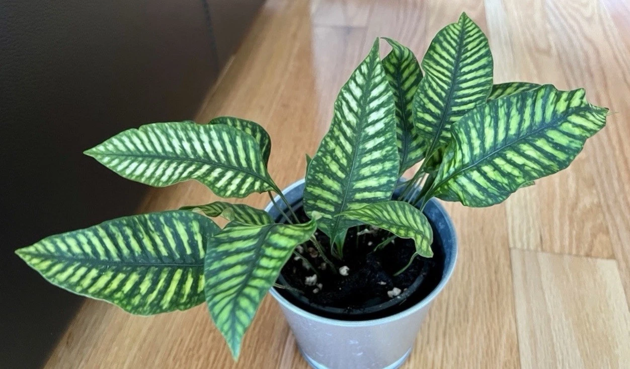 Very Rare Variegated Fern Neolepisorus Ovatus Starter 4inch Pot Beautiful
Opens in a new window or t