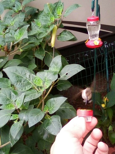 Single HUM-Button Mini Hand Held Hummingbird Feeder NIFTY THRIFTY ...