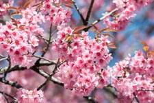 Prunus cerasoides HIMALAYAN FLOWERING CHERRY TREE Seeds!