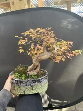 Trident Maple  Bonsai