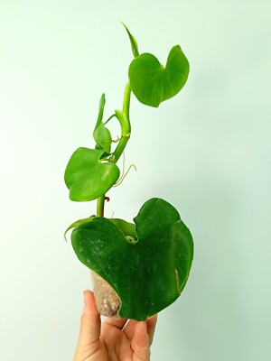 philodendron cannifolium Buy Philodendron Matianum Fat Boy Varie