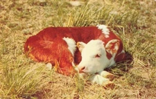 Postcard Cow Calf Sleeping Nap Time