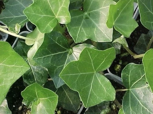 10 Live English Ivy cuttings w/roots ready to plant 6-10’´