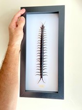 Centipede Giant. scolopendra. framed