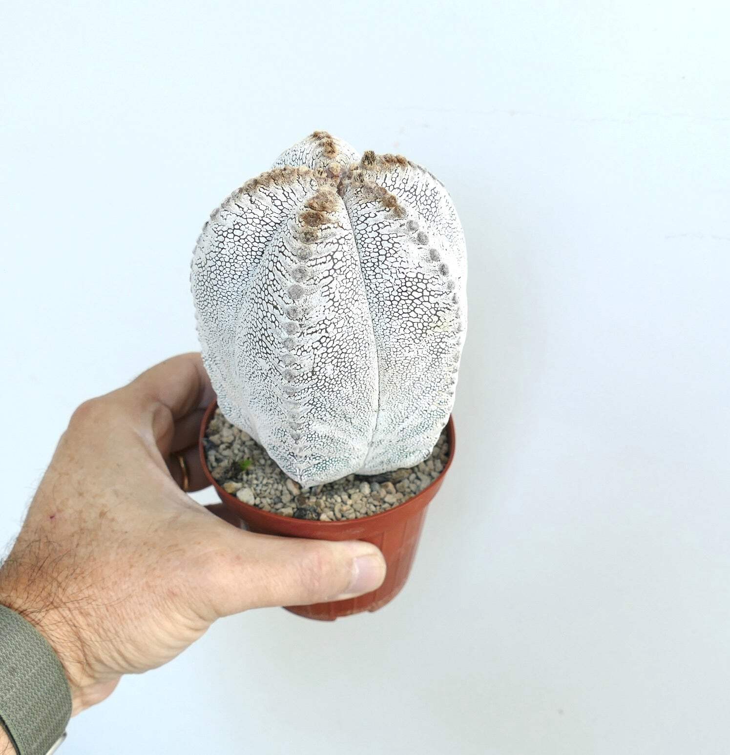 Astrophytum cv ONZUKA TIGER 66c - Sombrero de obispo | Cactus estrella