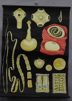 Vintage Rollable Poster Art Print Jung Koch Quentell Wall Chart Pork Tapeworm