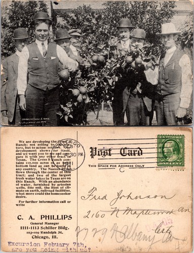 Men Picking Oranges Orchard Trees Texas Postcard