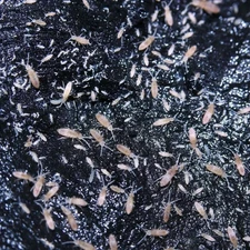 Temperate Springtails – Tropical Variety – Bioactive Cleanup Crew – 16 oz