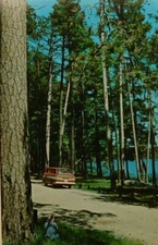 Minnesota State Tree Red Pine Classic Car Chrome Vintage Postcard