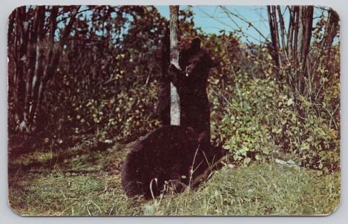Junger Schwarzbär wilde Tiere Wildtiere Ferienland Szene Chrom Postkarte um 1952 - Bild 1 von 2