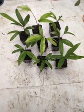 Bactris Ferruginea - Tucum | Plant | Palm