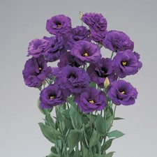 MPB 4 Lisianthus Seeds Super Magic Deep Blue 50 Pelleted Seeds Flower Seeds