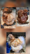 6  Bantam Buff Silkie Chicken Hatching Eggs