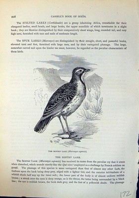 Alter Druck Wachlerche Macronyx Capensis Brehm Jones um 1860 Cassell'S Vögel 19.