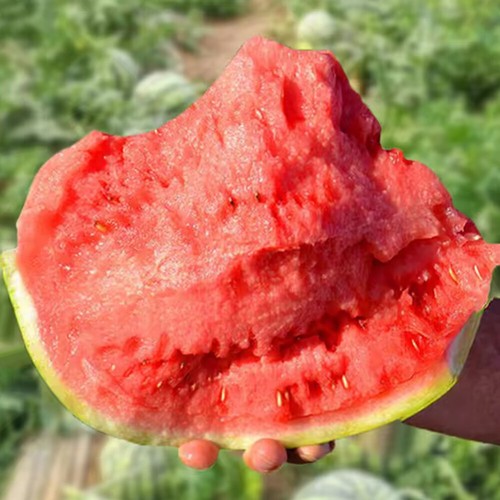 40pcs Watermelon Seeds Melon Organic Fruit Seasonal Sowing ♢ - Picture 15 of 20