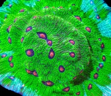 -CC- 1” Frag Live Coral Avatar Chalice SPS Reef Tank Saltwater