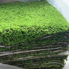 Star moss 星星苔藓Bonsai & Garden Live Moss Turf - Authentic Ground Cover for Zen La