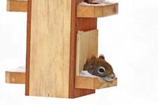 Red Squirrel in Bird Feeder by Jim Cumming Wildlife Photography Giclee Print