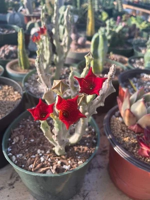 1AM SUCCULENTS Rare Succulents - Caralluma Socotrana