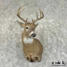 #31005 P | Whitetail Deer Taxidermy Shoulder Mount For Sale