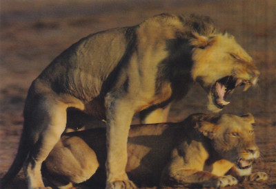 3 -D -Ansichtskarte: Löwen bei der Paarung - mating Lions, Kenia, Afrika