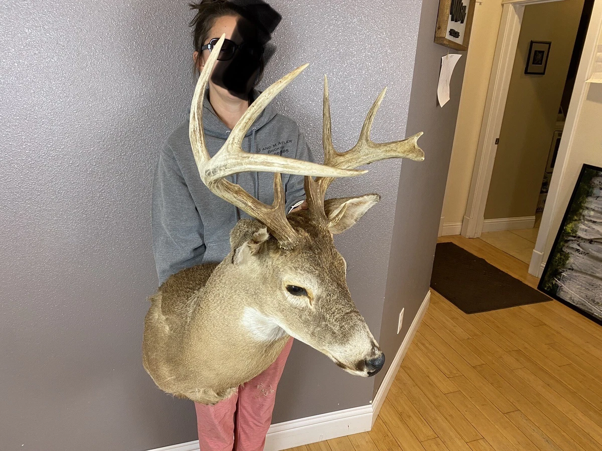 Whitetail sale deer mounts