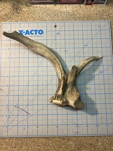 Very rare Unique Fresh Deer Shed Antler 5 Point Side Very Cool Shed