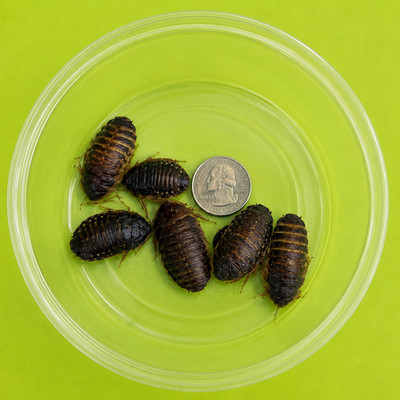 450 Large Dubia Roaches 250 + 200 FREE Live Feeder Insects Free Shipping