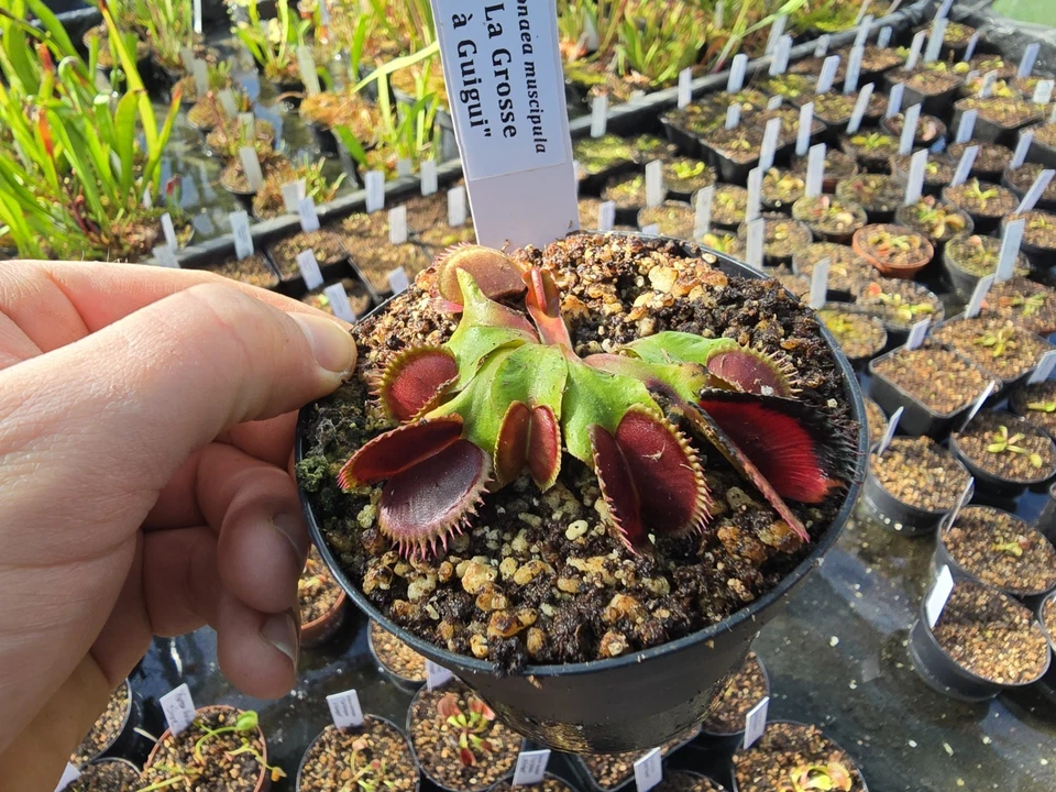 Dionaea muscipula "La Grosse à Gu", fleischfressende Pflanzen, Venusfliegenfalle - Bild 1 von 1