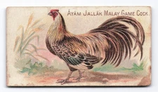 1891 Allen & Ginter Prize & Game Chickens Ayam Jallak Malay Game Cock