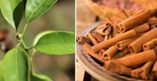 Cinnamon Tree / Cinnamomum / 14 inches / aromatic Spice Plant / Live Tropical