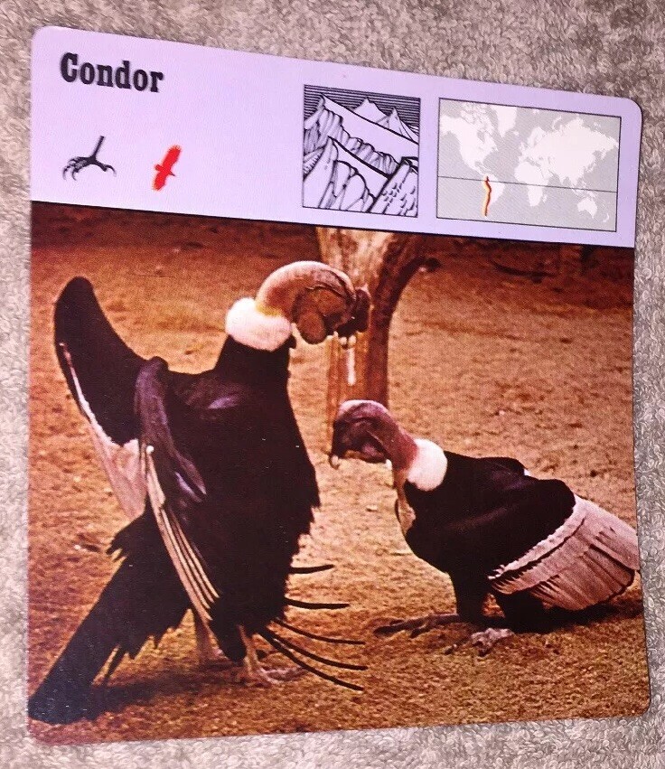 VINTAGE Bird Species CARD - Condor - 1975-1976 PRINTED IN JAPAN | eBay