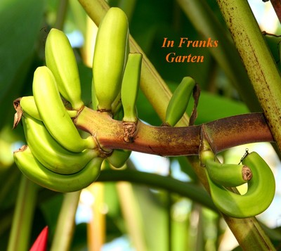 Musa mannii, MANNS ZWERGBANANE, Banane, Tolle Blte+Frucht, Kbelpflanze,5  Samen | eBay.de