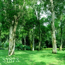 Spring 10'x10' Computer-painted Scenic Photo Background Backdrop SY873B881