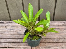 Neoregelia Hybrid rare  bromeliad 4''pot