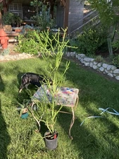 Euphorbia tirucalli Pencil Cactus 45"Tall, 13"W African Milktree Succulent #145R