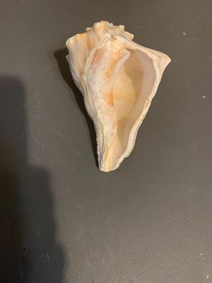 Large Atlantic Lightning Whelk Seashell Conch Shell Rare Real 6 inch ...