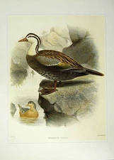 Original Old Vintage Print Colour Bird Art C1980 Merganetta Turner Duck 20th