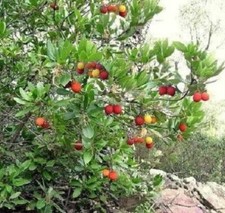 Erdbeerbaum reich tragende Bäume frosthart immergrün schnellwüchsig Topfpflanzen