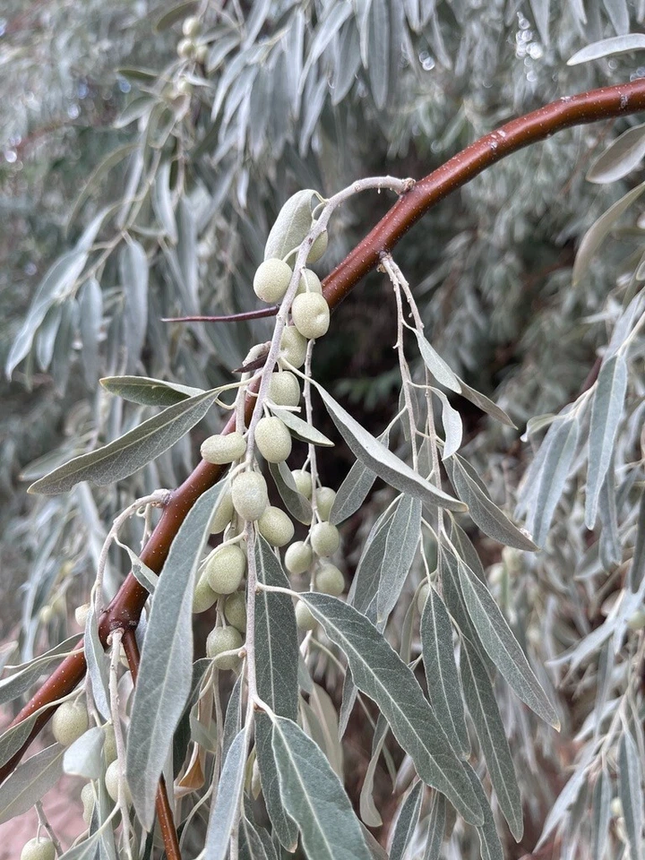 Russian Olive Tree Seeds Elaeagnus angustifolia Bonsai - Image 2 of 4