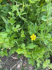 Herb Bennet, Wood Avens 10 Bare Root Plants