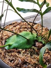 RARE Lecanopteris Mirabilis Ant Fern SPORE GROWN