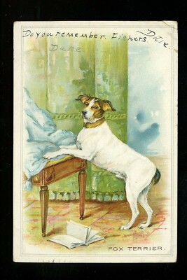 Dog puppy postcard Fox Terrier Vintage 1907 | eBay