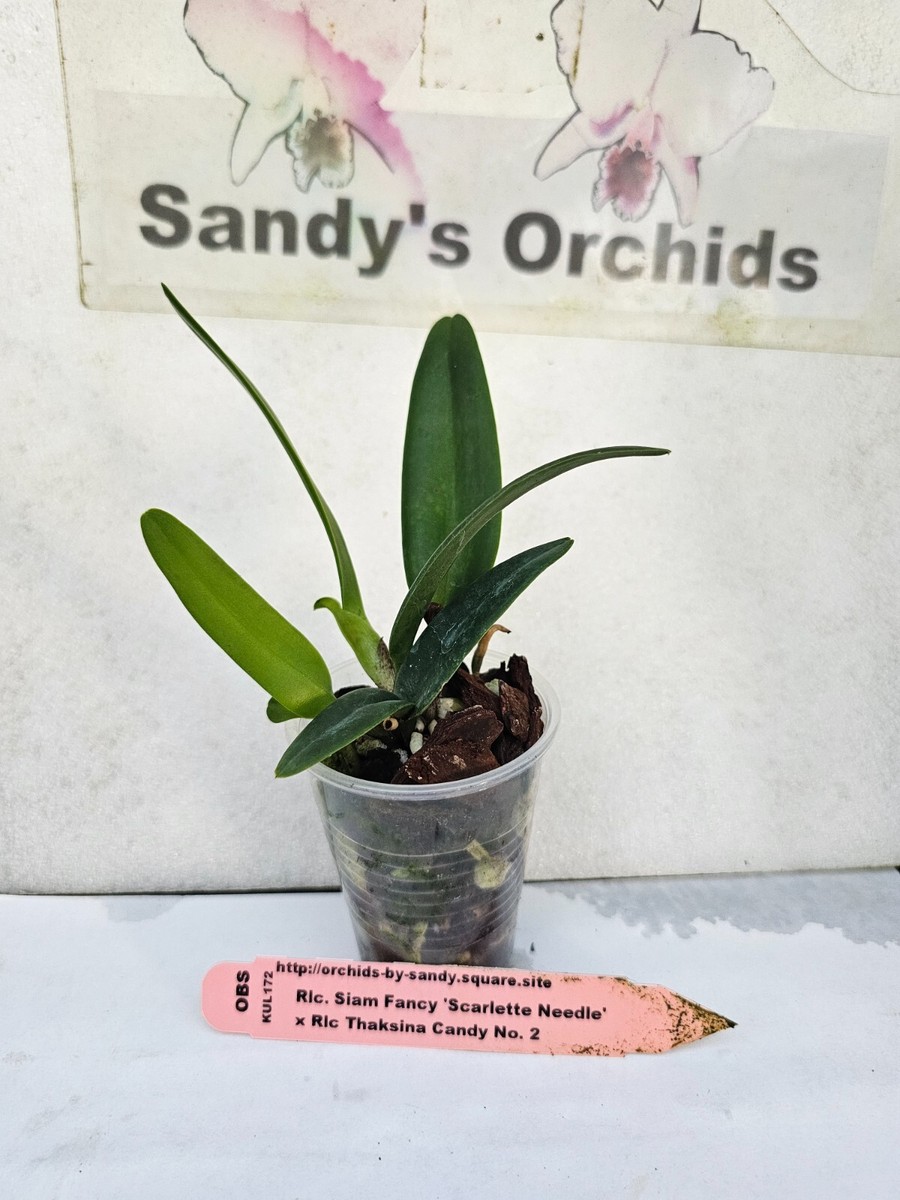 花 tami Blc. Thaksina Candy '#3'. |Odoms Orchids