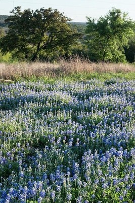 Photo:Marble Falls Texas Hill Country 2014 Bluebonnet Field Landscape