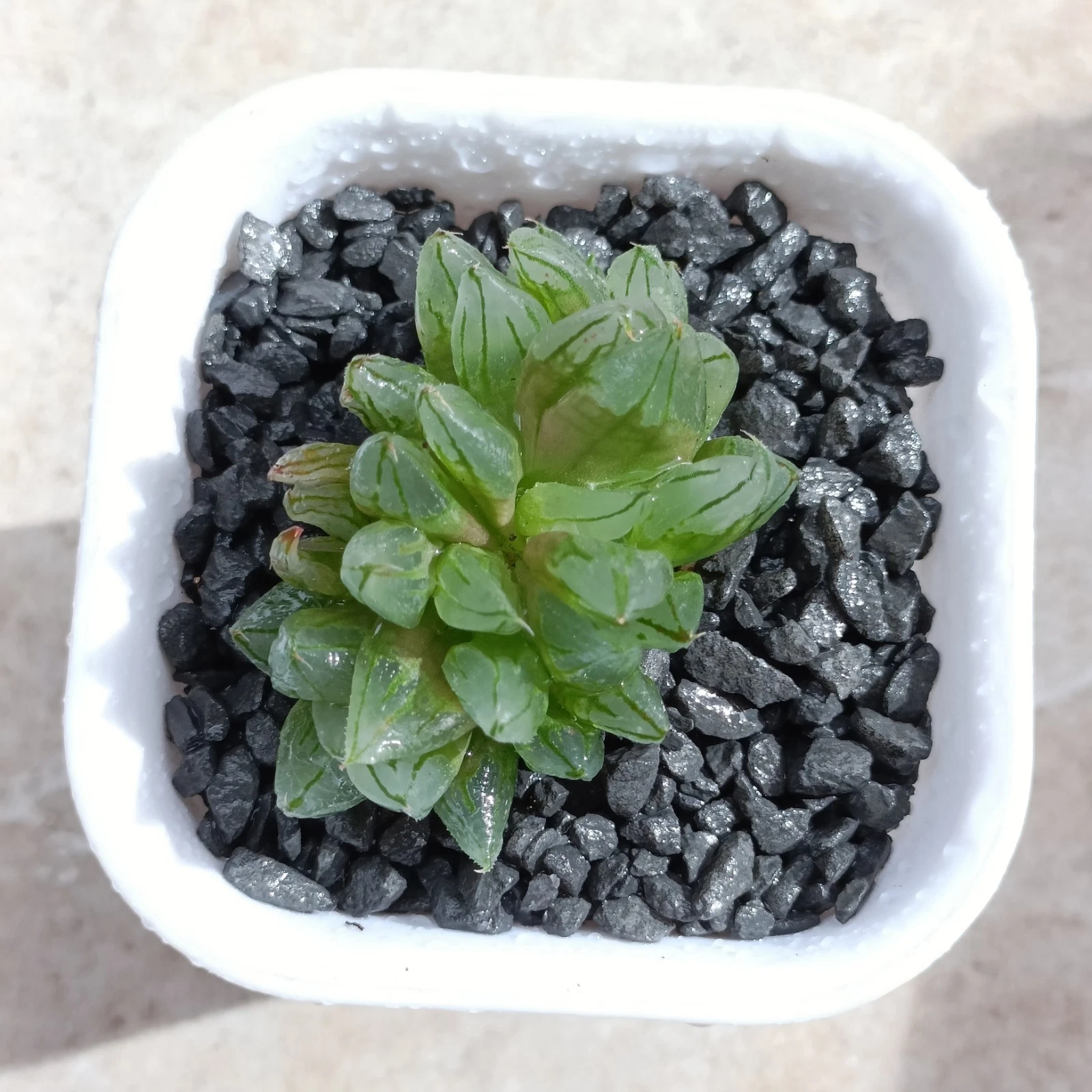 Haworthia Sciaky cristata rare Succulent plant
Opens in a new window or tab