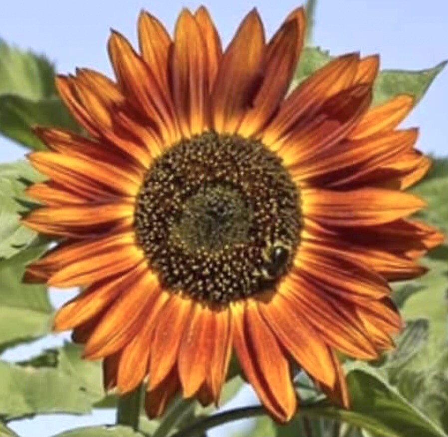 Autumn Beauty Sunflower Seeds from pollinator tall cut