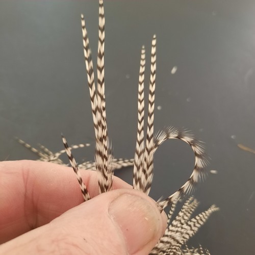 Grizzly Dry Fly Hackle Neck Cape Rooster Dry Fly Tying Feathers #1 Auction - Picture 7 of 11