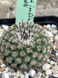 Mammillaria huitzilopochtlii Lau66a Nice rara Copiapoa Lobivia Echinocereus